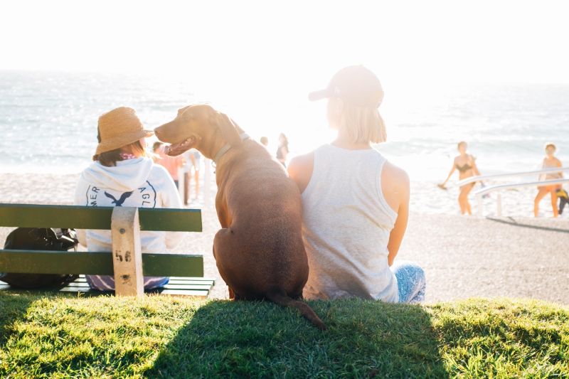 Petlibro Review - By Pet owners and Pet Lovers